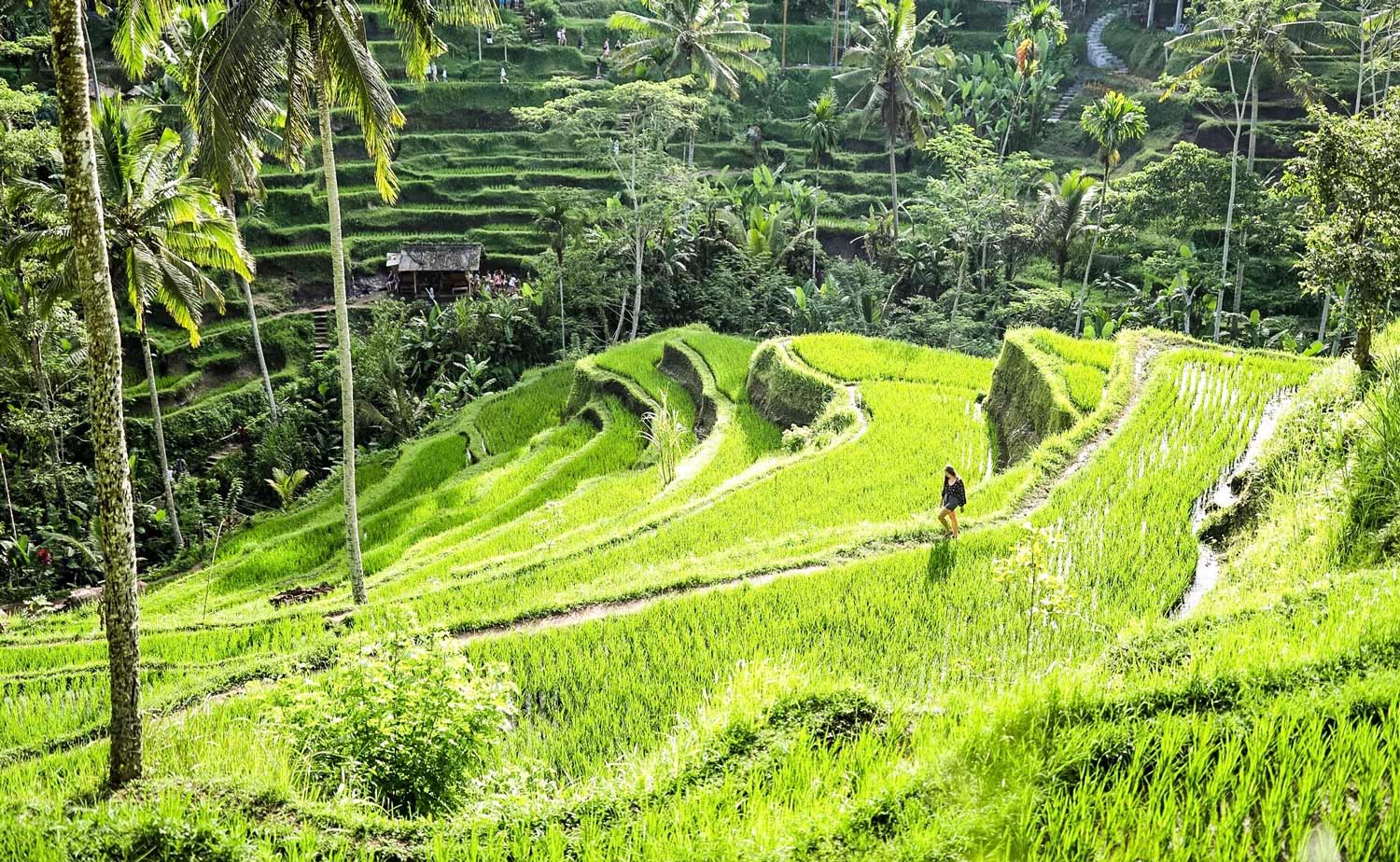 Travel landscape of the Tegalalang rice terraces outside Ubud, Bali, Indonesia, with a lone figure walking through the emerald-green paddies.